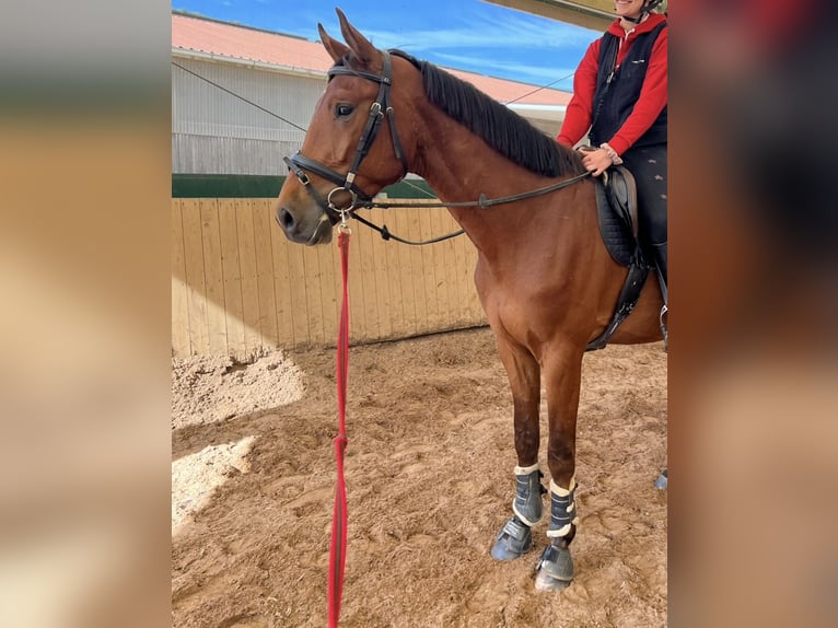 KWPN Castrone 4 Anni 170 cm Baio in Miltenberg