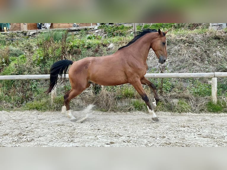 KWPN Castrone 4 Anni 170 cm Baio ciliegia in Embrun