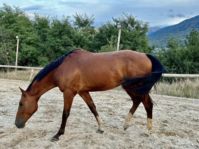 KWPN Castrone 4 Anni 170 cm Baio ciliegia in Embrun