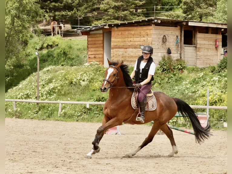 KWPN Castrone 4 Anni 170 cm Baio ciliegia in Embrun