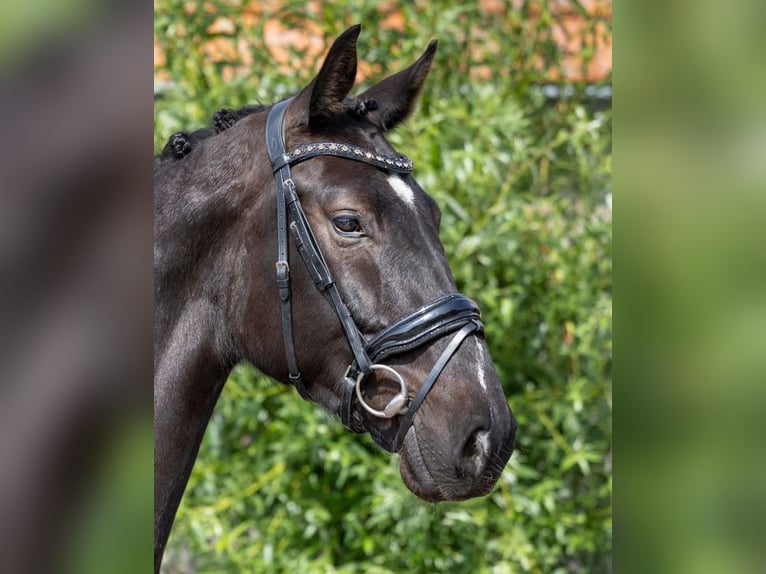 KWPN Castrone 4 Anni 170 cm Baio nero in Hooge Mierde