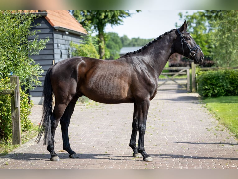 KWPN Castrone 4 Anni 170 cm Baio nero in Hooge Mierde