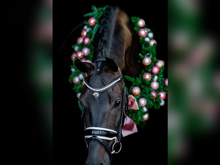KWPN Castrone 4 Anni 170 cm Baio nero in Rijnsburg