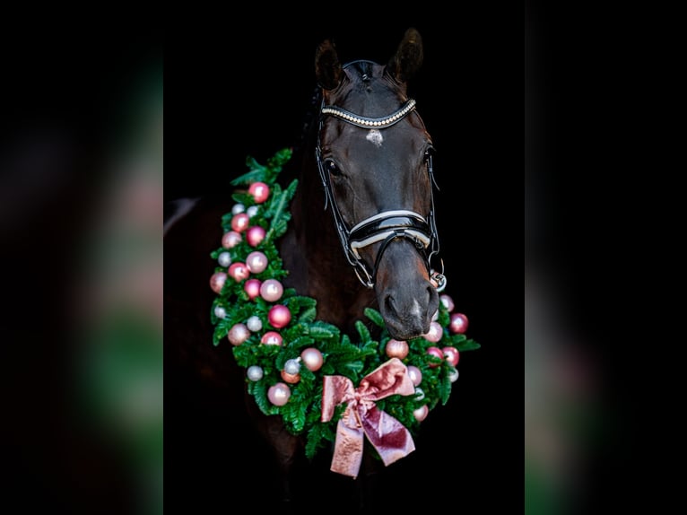 KWPN Castrone 4 Anni 170 cm Baio nero in Rijnsburg