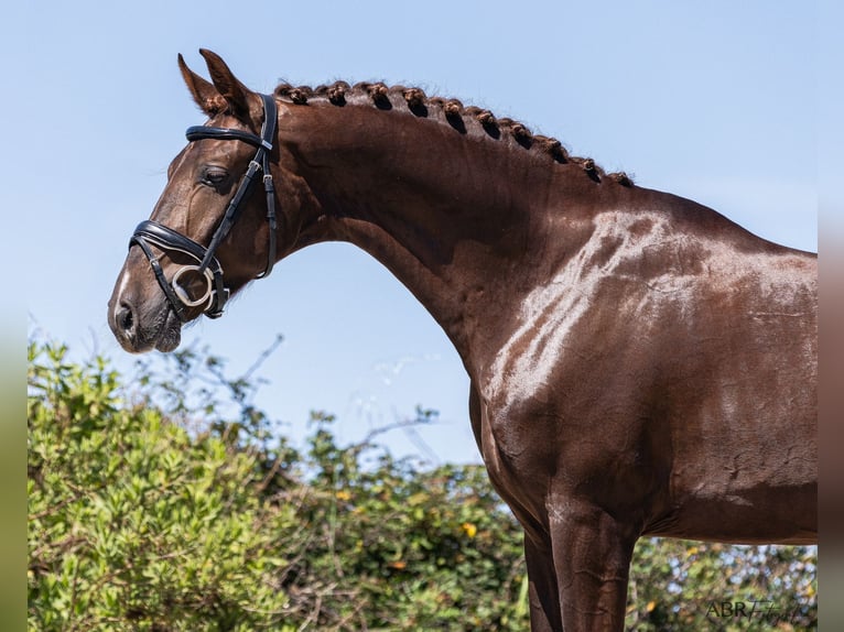 KWPN Castrone 4 Anni 170 cm Baio nero in Aveiro