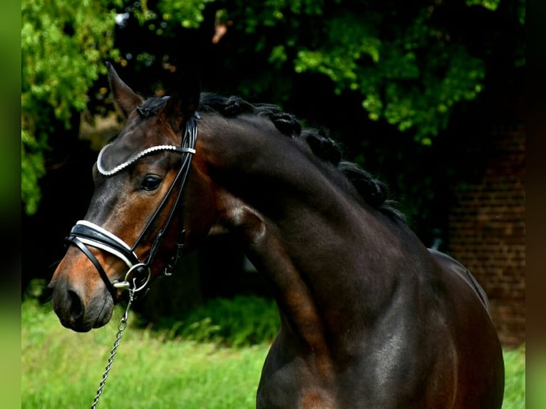 KWPN Castrone 4 Anni 170 cm Baio scuro in Neuss