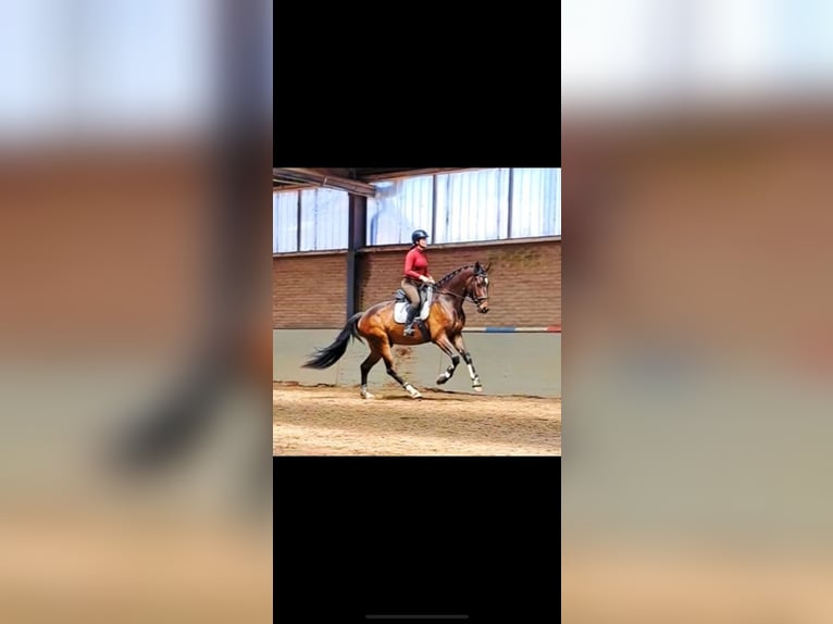 KWPN Castrone 4 Anni 170 cm Baio scuro in Spaubeek