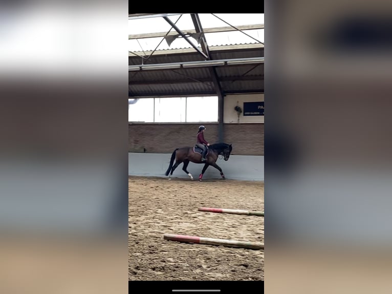 KWPN Castrone 4 Anni 170 cm Baio scuro in Spaubeek