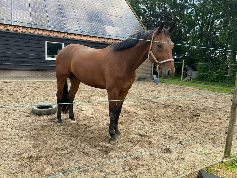 KWPN Castrone 4 Anni 170 cm in Valkenswaard