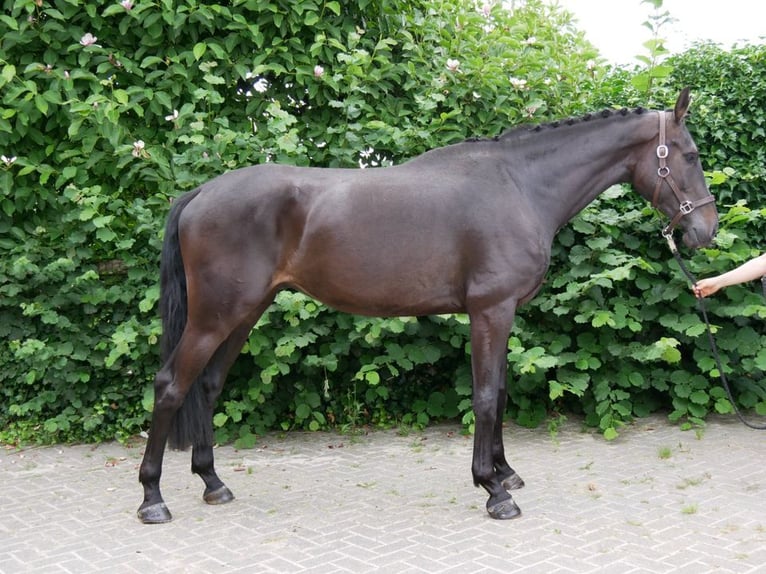 KWPN Castrone 4 Anni 170 cm in Dorsten