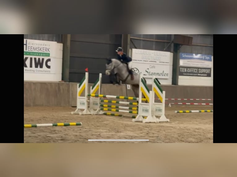 KWPN Castrone 4 Anni 170 cm Grigio in Zevenbergen