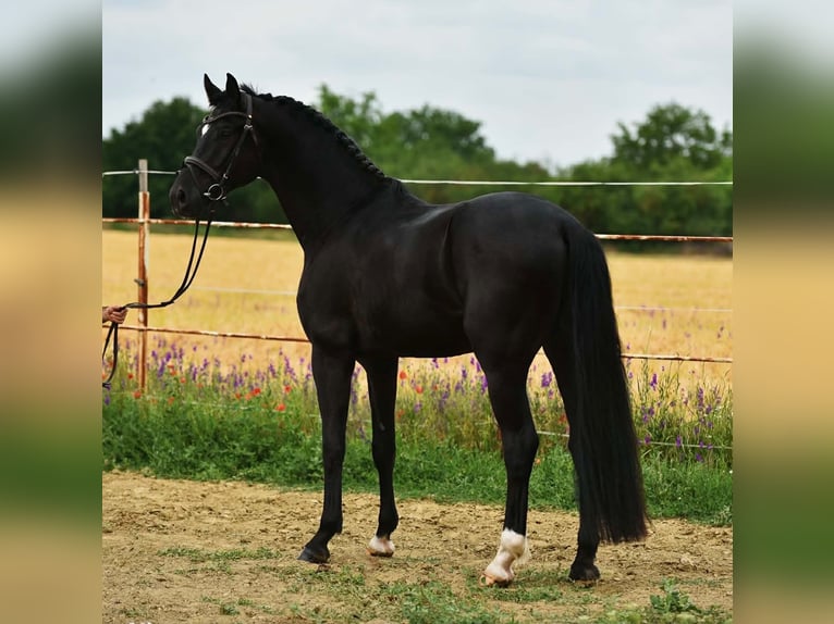 KWPN Castrone 4 Anni 170 cm Morello in Balatonfüred