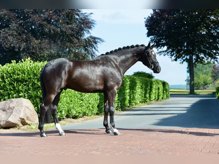 KWPN Castrone 4 Anni 170 cm Morello in Vechta