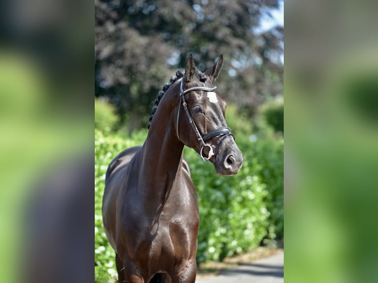 KWPN Castrone 4 Anni 170 cm Morello in Vechta