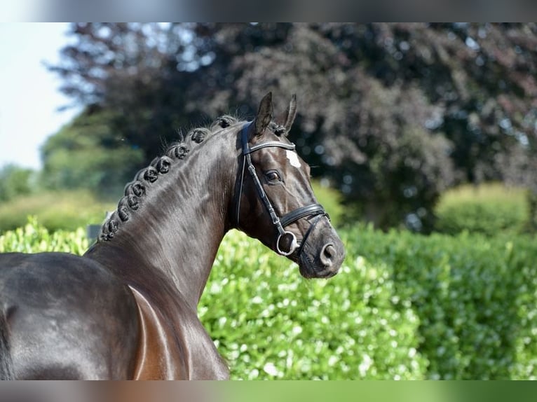 KWPN Castrone 4 Anni 170 cm Morello in Vechta