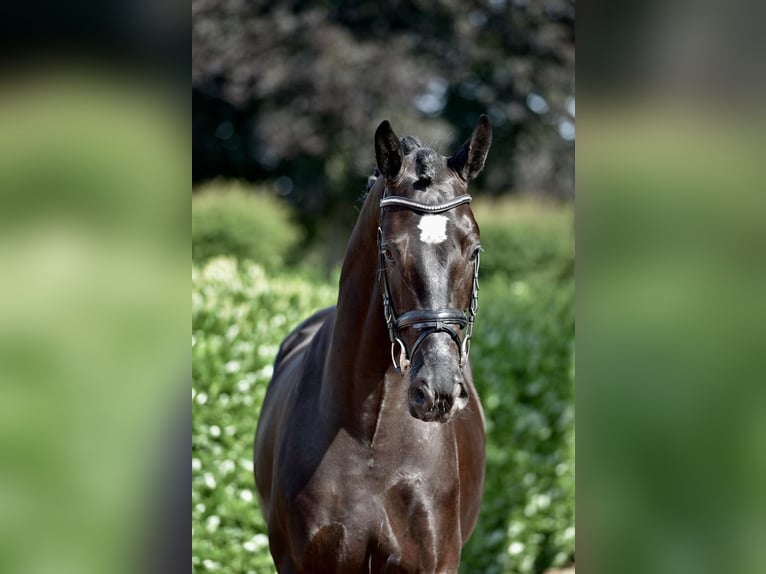 KWPN Castrone 4 Anni 170 cm Morello in Vechta