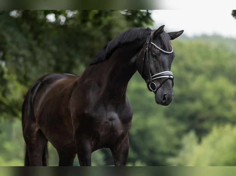 KWPN Castrone 4 Anni 170 cm Morello in Windhagen