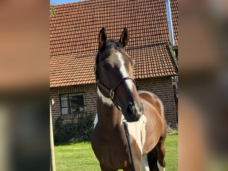 KWPN Castrone 4 Anni 170 cm Pezzato in Rosendahl