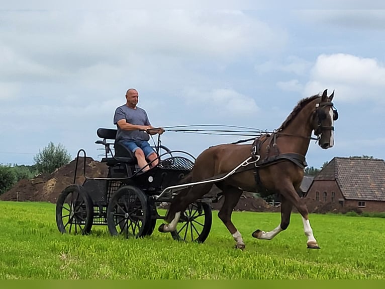 KWPN Castrone 4 Anni 170 cm Sauro in Putten