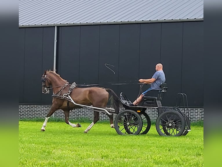 KWPN Castrone 4 Anni 170 cm Sauro in Putten