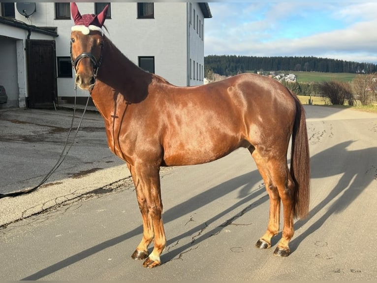 KWPN Castrone 4 Anni 170 cm Sauro in Pelmberg