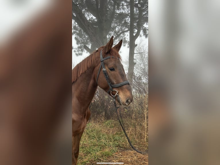 KWPN Castrone 4 Anni 170 cm Sauro in Pelmberg