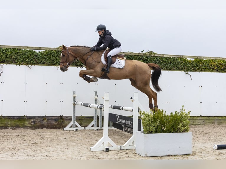 KWPN Castrone 4 Anni 170 cm Sauro in Waddinxveen