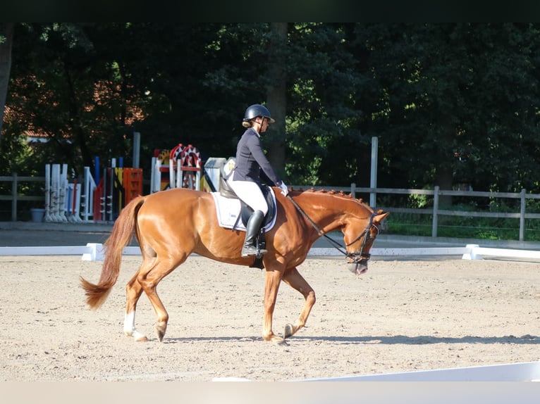 KWPN Castrone 4 Anni 170 cm Sauro in Lommel