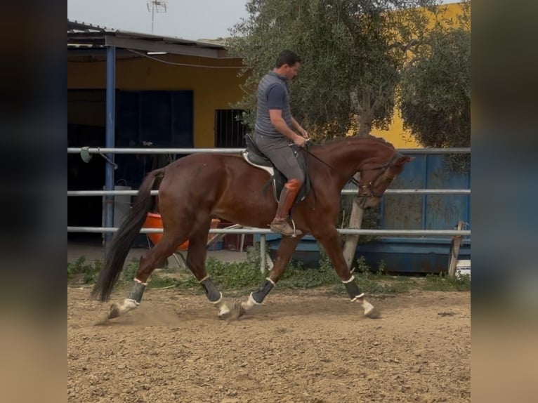 KWPN Castrone 4 Anni 170 cm Sauro scuro in Los Palacios Y Villafranca