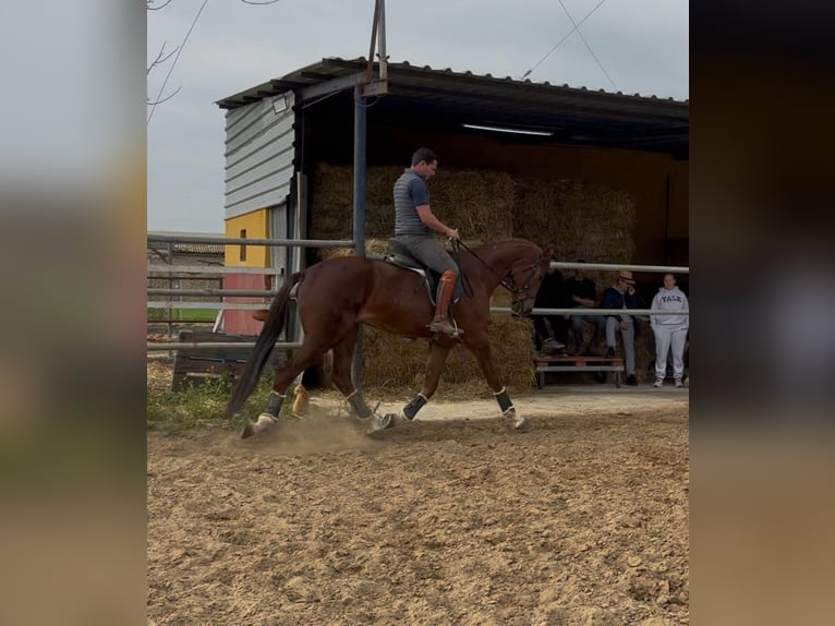 KWPN Castrone 4 Anni 170 cm Sauro scuro in Los Palacios Y Villafranca