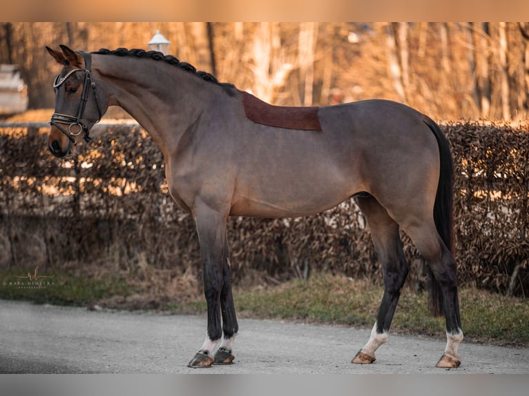 KWPN Castrone 4 Anni 171 cm Baio in Wehringen