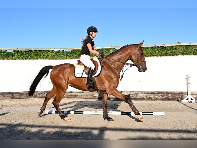 KWPN Castrone 4 Anni 171 cm Baio in Waddinxveen