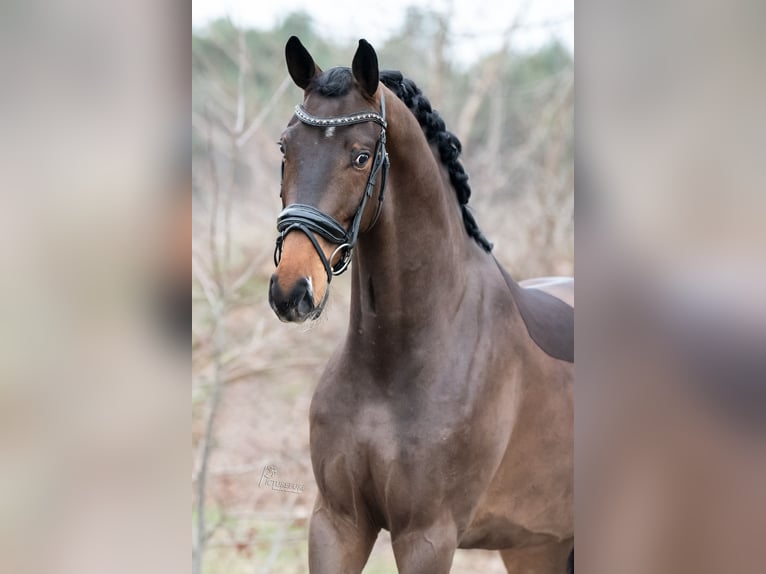 KWPN Castrone 4 Anni 171 cm Baio chiaro in Peer