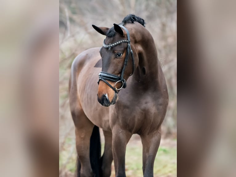 KWPN Castrone 4 Anni 171 cm Baio chiaro in Peer