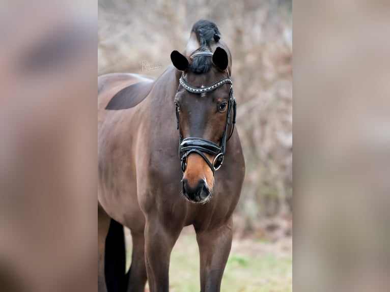 KWPN Castrone 4 Anni 171 cm Baio chiaro in Peer