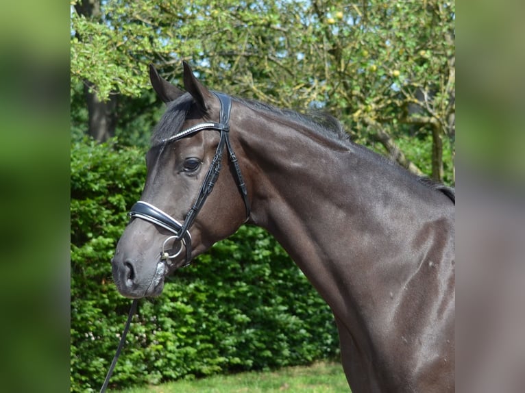 KWPN Castrone 4 Anni 171 cm Morello in Diever