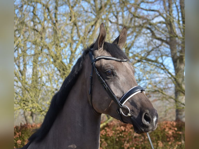 KWPN Castrone 4 Anni 171 cm Morello in Diever