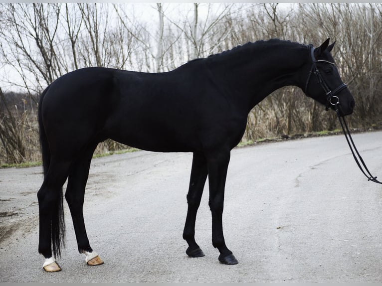 KWPN Castrone 4 Anni 171 cm Morello in Kecskemét