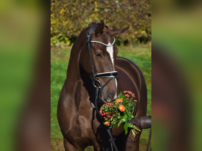 KWPN Castrone 4 Anni 171 cm Sauro scuro in Fürstenau