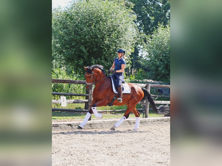 KWPN Castrone 4 Anni 172 cm Baio in Kempen