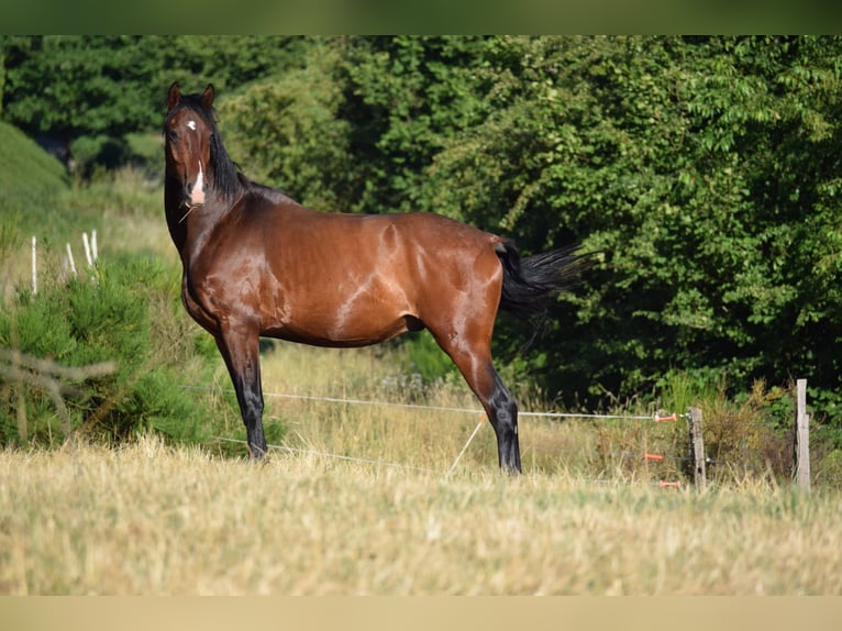 KWPN Castrone 4 Anni 172 cm Baio in Malmedy