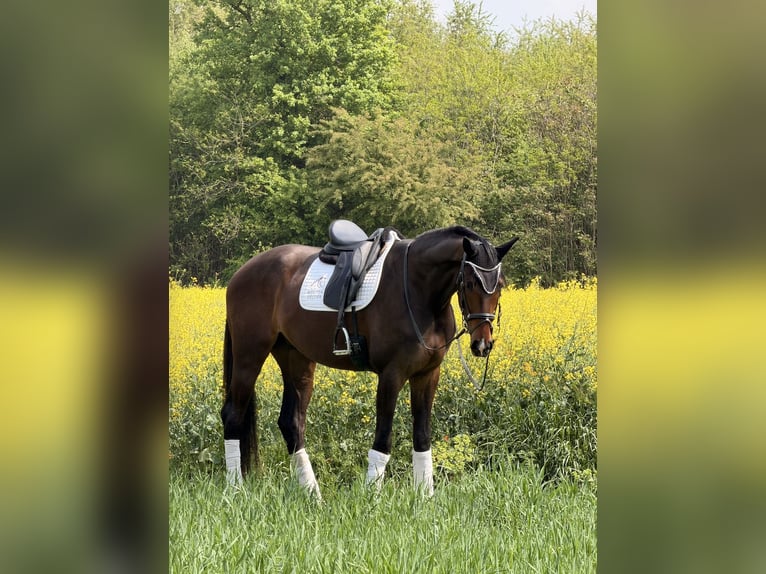 KWPN Castrone 4 Anni 172 cm Baio in Samarate