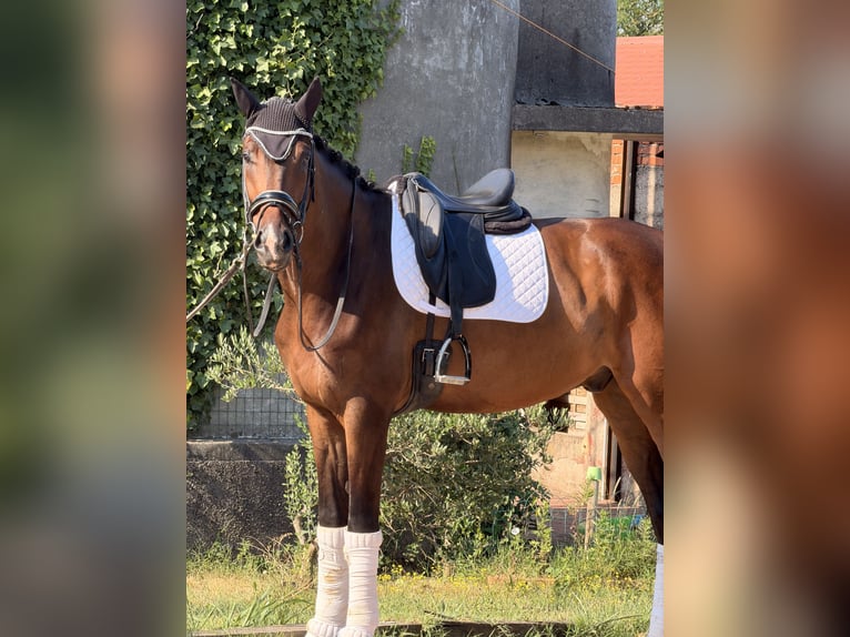 KWPN Castrone 4 Anni 172 cm Baio in Samarate