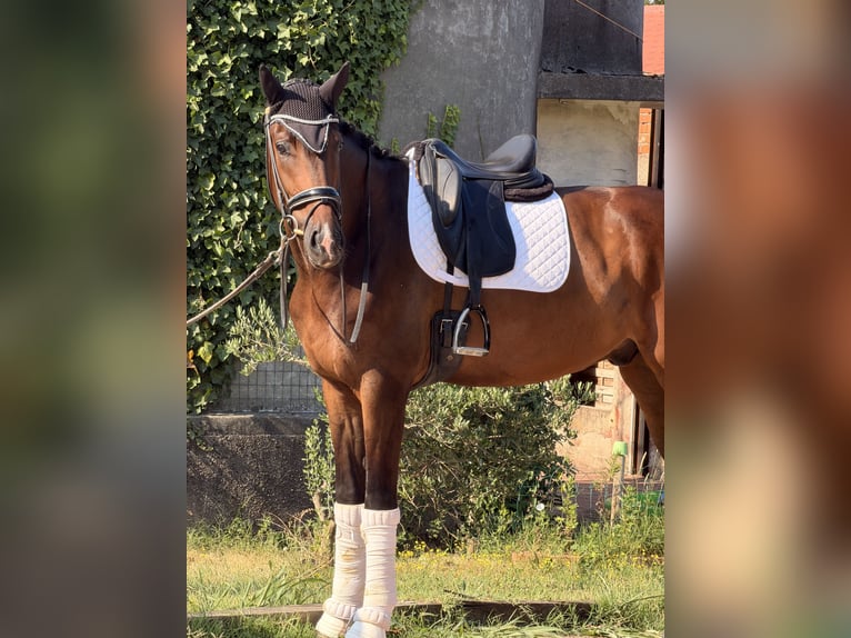 KWPN Castrone 4 Anni 172 cm Baio in Samarate