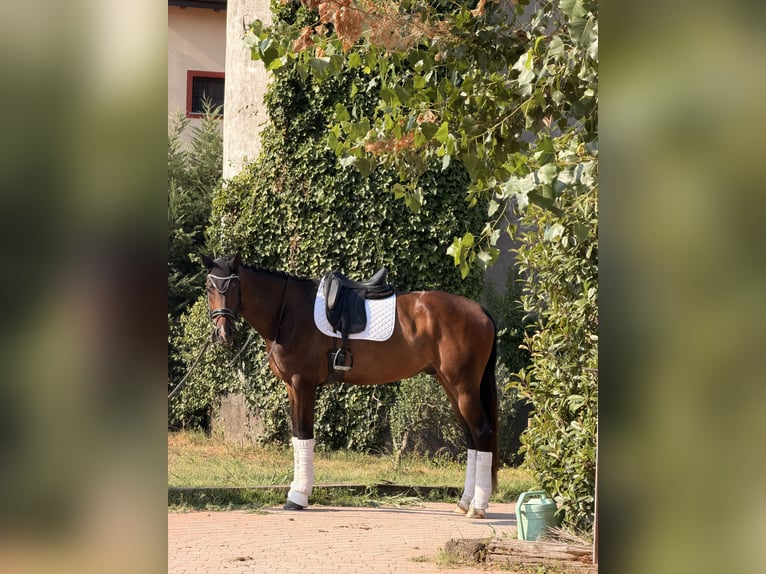 KWPN Castrone 4 Anni 172 cm Baio in Samarate