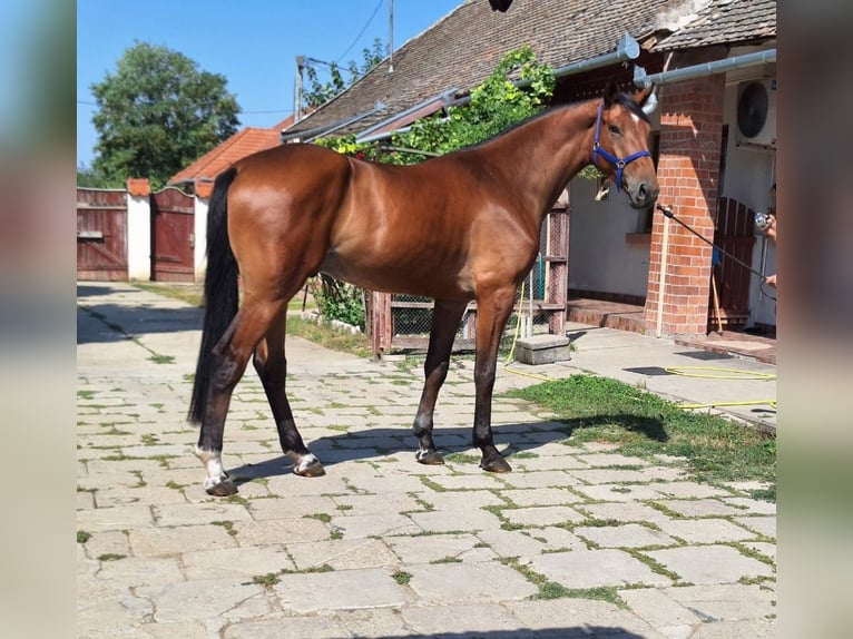 KWPN Castrone 4 Anni 172 cm Baio in Békéscsaba
