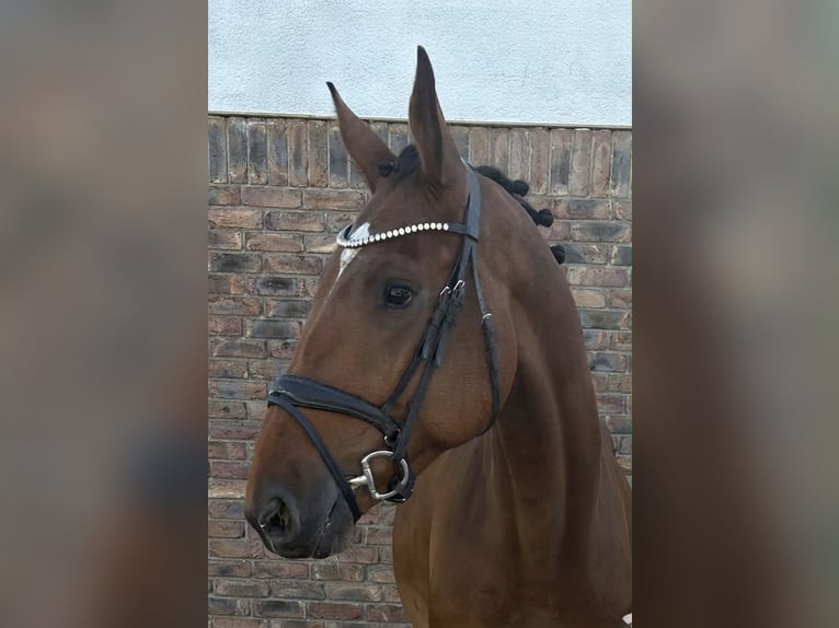 KWPN Castrone 4 Anni 172 cm Baio in Niederkassel