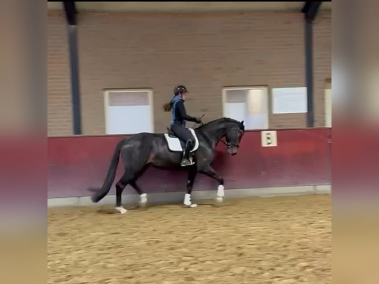 KWPN Castrone 4 Anni 172 cm Baio nero in Beuningen Gld