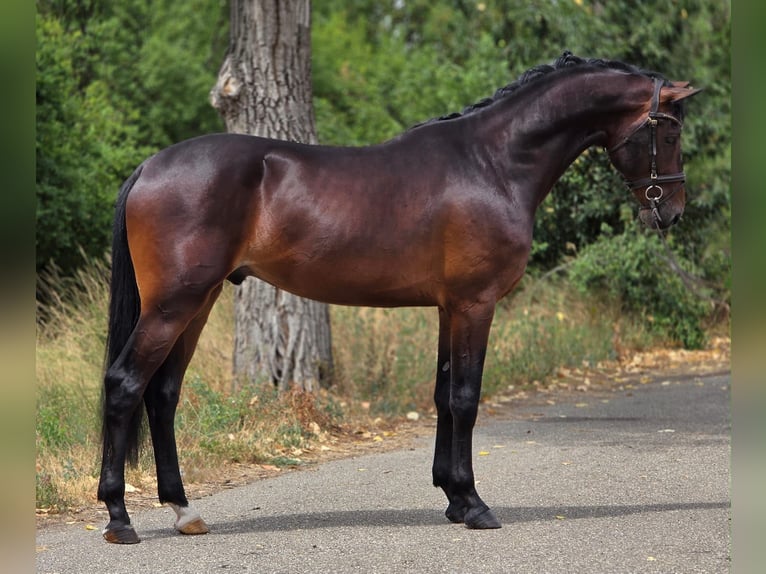 KWPN Castrone 4 Anni 172 cm Baio scuro in Lajosmizse