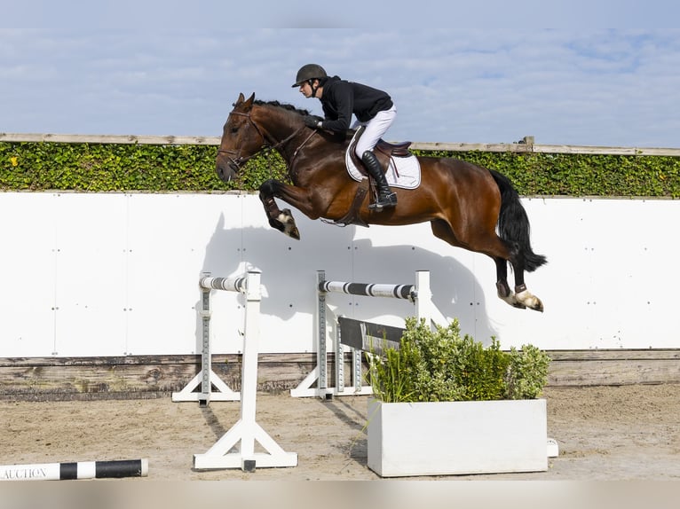 KWPN Castrone 4 Anni 172 cm Baio scuro in Waddinxveen